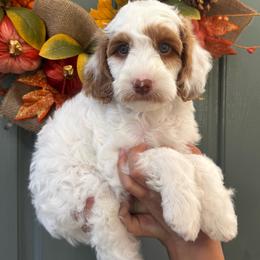 Boy 1 - Parti male Goldendoodle puppy in Elk Grove, California from Doodles by Faith