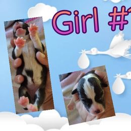 Pembroke Welsh Corgi Puppies from Country Rain Corgis