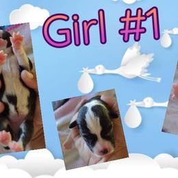 Pembroke Welsh Corgi Puppies from Country Rain Corgis