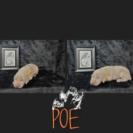 Weimaraner Puppies from LAAT Weims