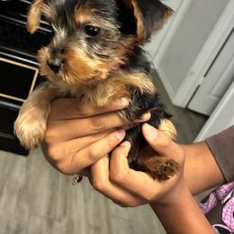 Girl 2 - Black and tan female Yorkshire Terrier puppy in Fort Worth, Texas from Mina’s Minnies