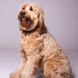 Chief - Goldendoodle