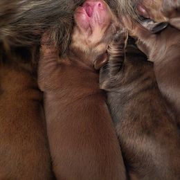 Dachshund Puppies from Tumbleweed Dachshunds