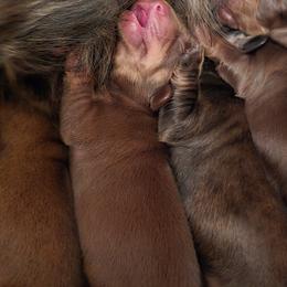 Dachshund Puppies from Tumbleweed Dachshunds