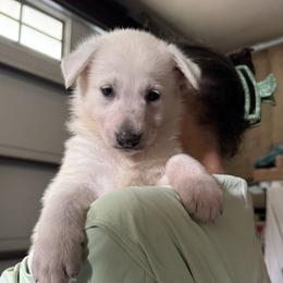 Willow - White female German Shepherd puppy in Perkasie, Pennsylvania from Twila Ruth Herot