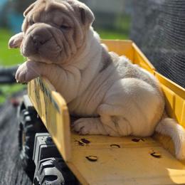 Odi - Lilac dilute male Chinese Shar-Pei puppy in Salem, Ohio from WrinkleMonsters