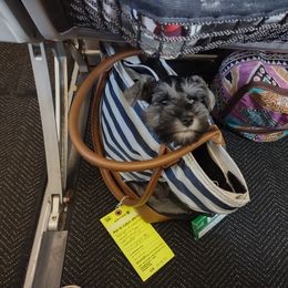 Miniature Schnauzer Puppies from Beard and Brows Miniature Schnauzers