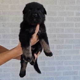 Lucifer - Bi-color male German Shepherd puppy in Winston Salem, North Carolina from Samtastic Shepherds