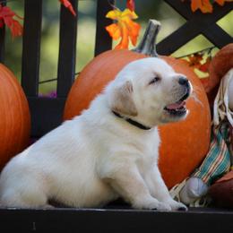 Labrador Retriever Puppies from Pure Joy Labradors