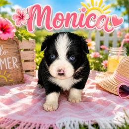 Monica - Black & white female Miniature Australian Shepherd puppy in Lubbock, Texas from Baby Storm Kennels