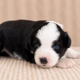 Reno - Black tri male Miniature American Shepherd puppy in Leitchfield, Kentucky from Legendmaker MAS