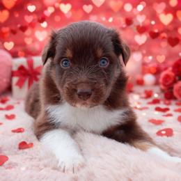 Kiki-1400 - Red tri-color female Australian Shepherd puppy in Star City, Arkansas from Blush & Lace Aussie Co.
