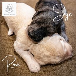 Goldendoodle and Golden Retriever Puppies from Duerr's Doodles & Retrievers
