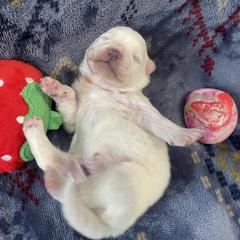 American Eskimo Dog Puppies from Ketura’s Angels Kennels