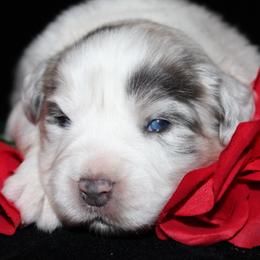 Lucky - Blue merle male Australian Shepherd puppy in Colorado Springs, Colorado from Rocky Mountain Aussies