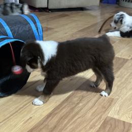 Miniature American Shepherd Puppies from Bond’s MAS