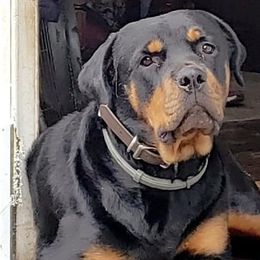 Rottweilers from Sullivan Rotties
