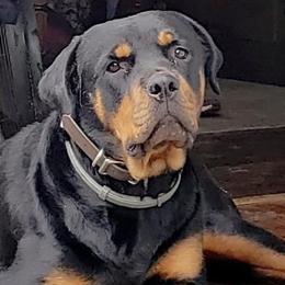 Rottweilers from Sullivan Rotties