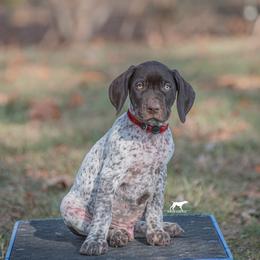German Shorthaired Pointer and Vizsla Puppies from Nosam Kennels