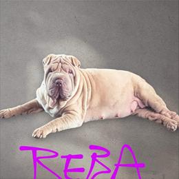 Reba - Chinese Shar-Pei
