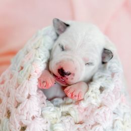 Female puppy pick 2 - White and black female Dalmatian puppy in Whitwell, Tennessee from Rock a Dalmatian “RockADal”