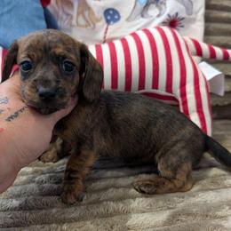 Tia - Brindle female Dachshund puppy in Barnard, Missouri from KB Doxies