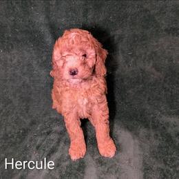 Hercule - Golden male Cockapoo puppy in Sunset, Louisiana from Cano Cockapoos