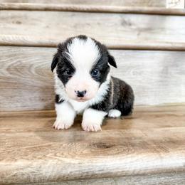 Hank - Brindle and white male American Corgi puppy in Pahrump, Nevada from Desert Sunset Corgis