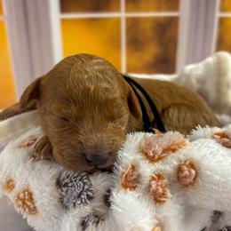 Maui (Red Collar) - Red  male Goldendoodle puppy in Santa Clara, Utah from Desert Dawn Doodles