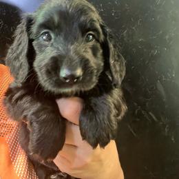 Barolo - Black male Dachshund puppy in Bigfork, Minnesota from Dachshunds Up North