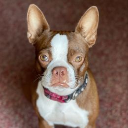 Tink - Boston Terrier