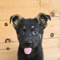 Bear - Black and cream male German Shepherd puppy in Chambers, Missouri from Devil-Dog Shepherds