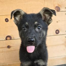 Bear - Black and cream male German Shepherd puppy in Chambers, Missouri from Devil-Dog Shepherds