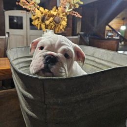 Bulldog Puppies from Life with Bulldog Paws