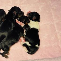 Theodore - Black and tan male Yorkshire Terrier puppy in Indianapolis, Indiana from Tails of Grace