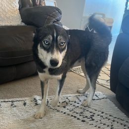 Iceberg - Siberian Husky