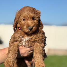 Pink - Apricot female Goldendoodle puppy in Herriman, Utah from Sunnydoodle Utah