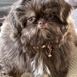 Shih Tzu Puppies from LaDawn’s Little Lions