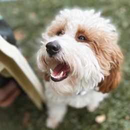 Peaches - Cavapoo