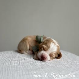 Tide - Caramel male Australian Labradoodle puppy in Belding, Michigan from Rutu Australian Labradoodles
