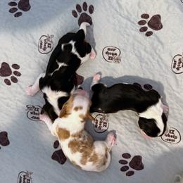 Tri Female going to Guardian Home in Maryland. - Tri-color female Cavalier King Charles Spaniel puppy in Pasadena, Maryland from Promise Land