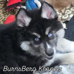 Gabby - Black tan and white female Siberian Husky puppy in East Tawas, Michigan from BurnsBerg's Woolies
