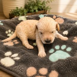 Hope - Cream female Goldendoodle puppy in Portland, Tennessee from Happy_Tails_by_TJ