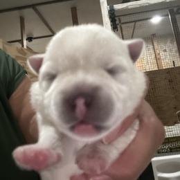 Girl 3 - White female West Highland White Terrier puppy in Edinburg, Texas from Mel’s Westies