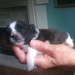 Shih Tzus from Darene Jordan