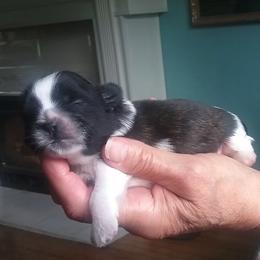 Shih Tzus from Darene Jordan