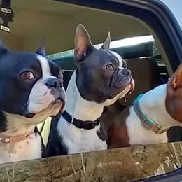 Boston Terriers from Aiguier's Bostons