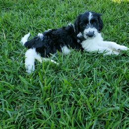 Aussiedoodle Puppies from Southwest Florida Doodles