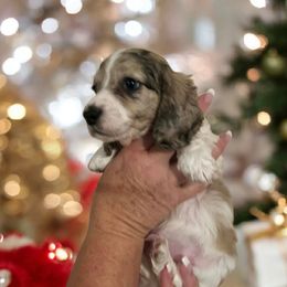 Shaded Cream Dapple piebald - Piebald male Dachshund puppy in Port Charlotte, Florida from Vicki's Dachshund Crossing
