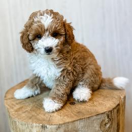 Yosemite - Apricot male Aussiedoodle puppy in Arlington, Washington from Doodle Love Laugh